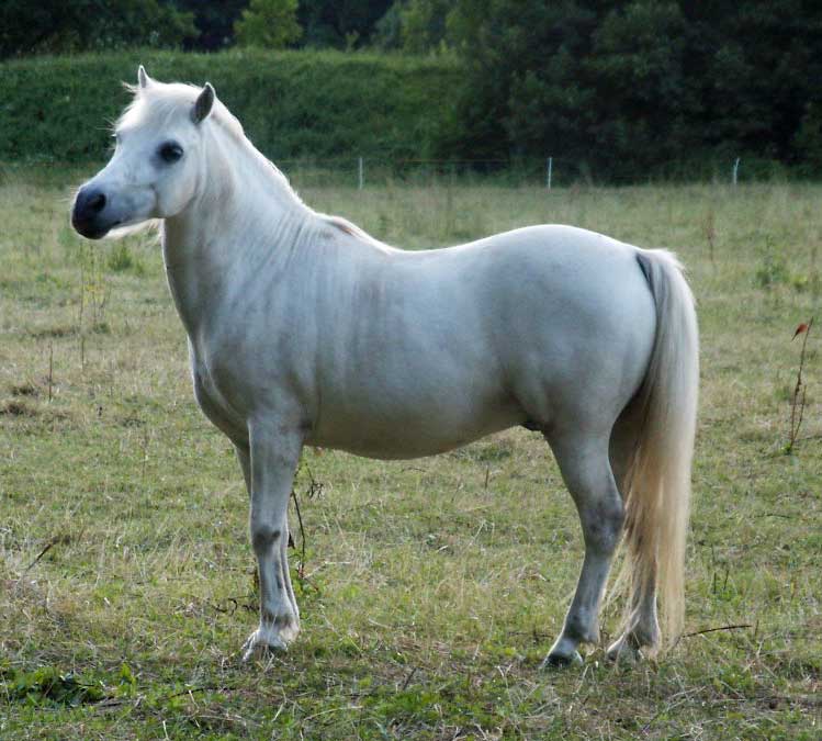 Pferd Tschecky